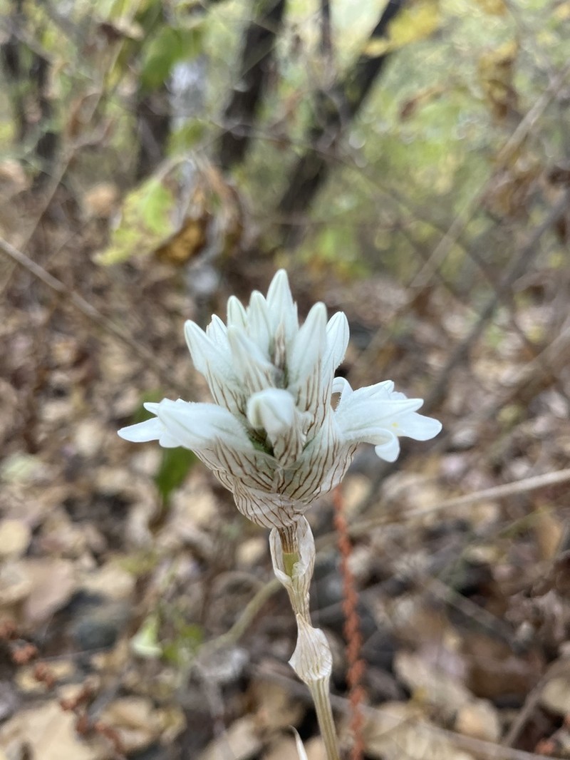 Deiregyne diaphana photo 3