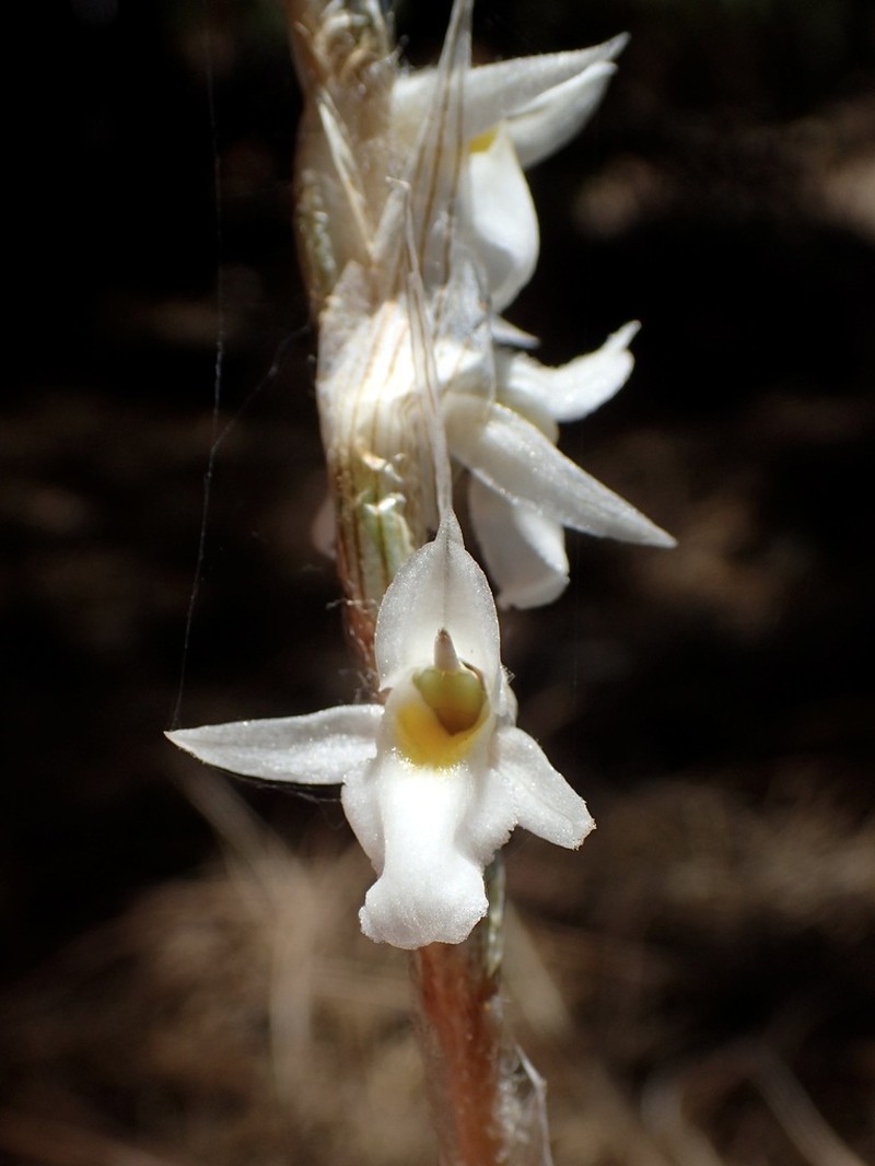 Deiregyne eriophora