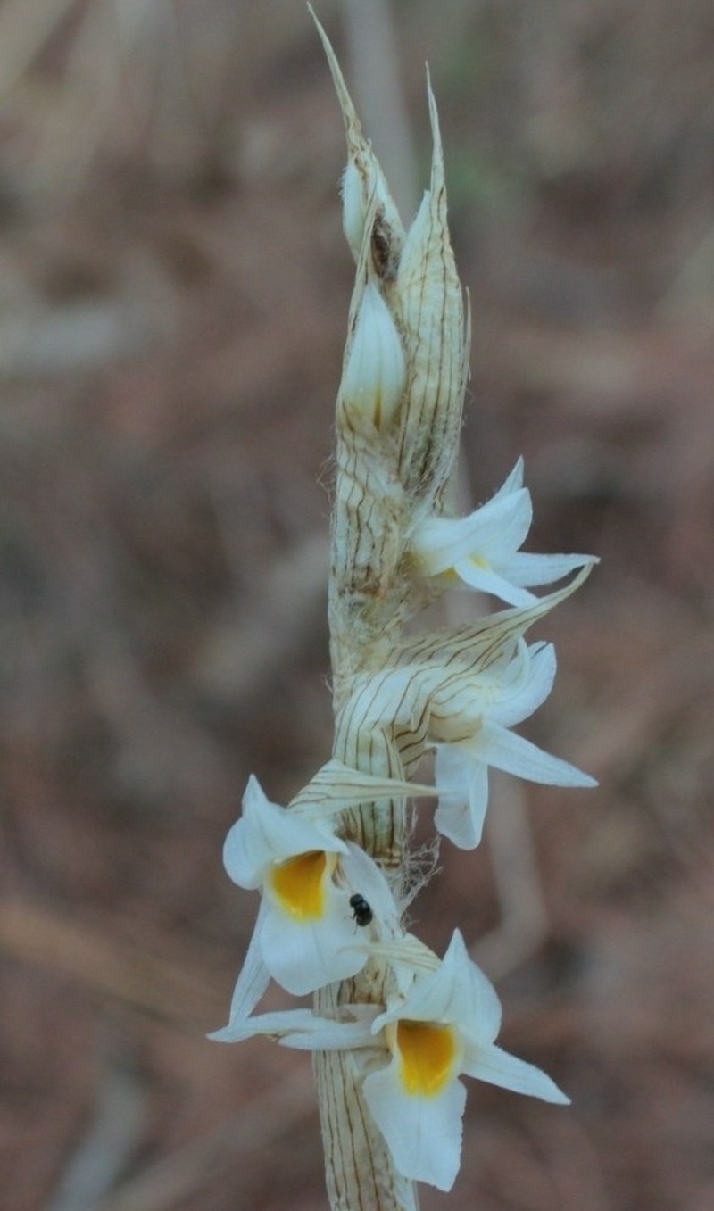 Deiregyne eriophora photo 2