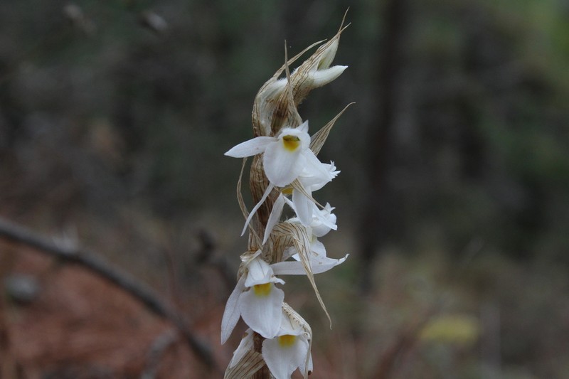 Deiregyne eriophora photo 3