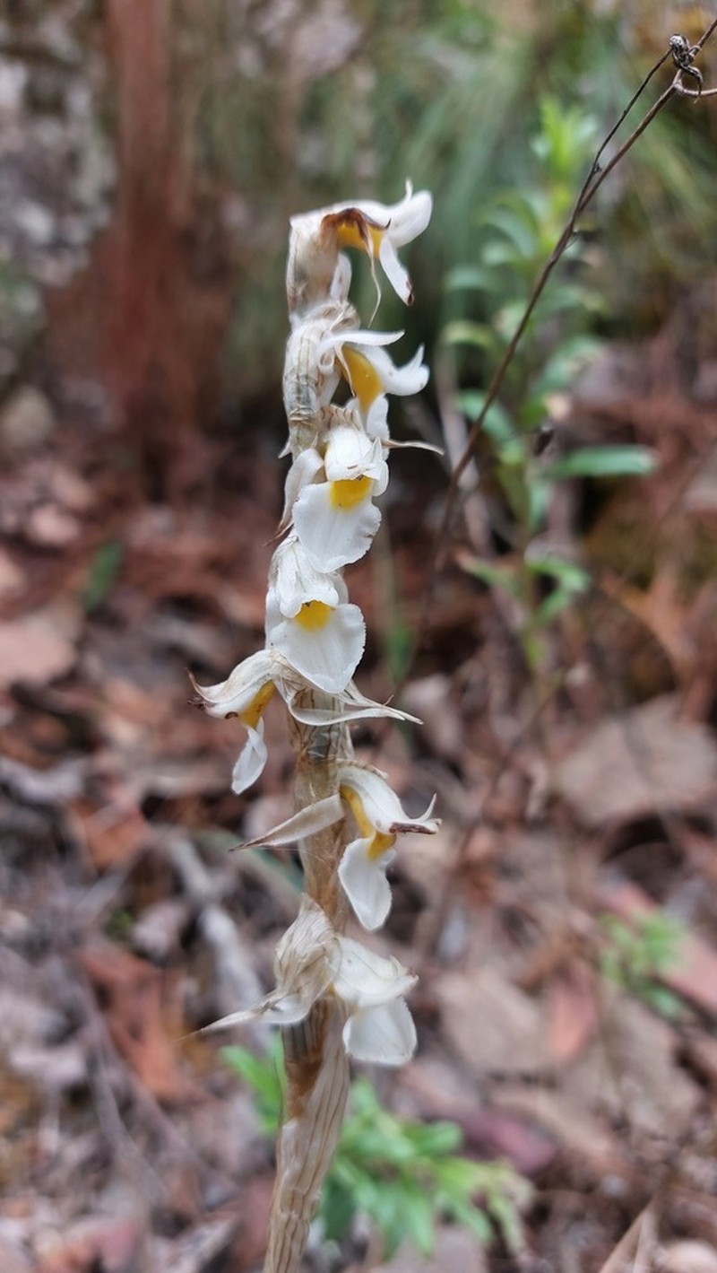 Deiregyne eriophora photo 4