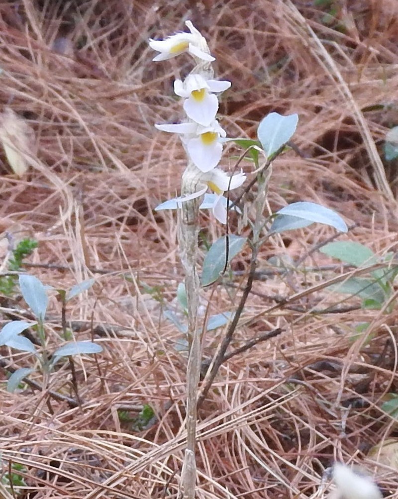 Deiregyne eriophora photo 5