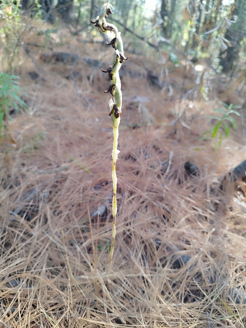 Deiregyne eriophora photo 6