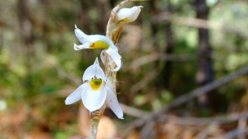 Deiregyne eriophora photo 7