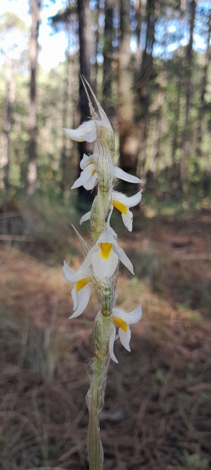 Deiregyne eriophora photo 8