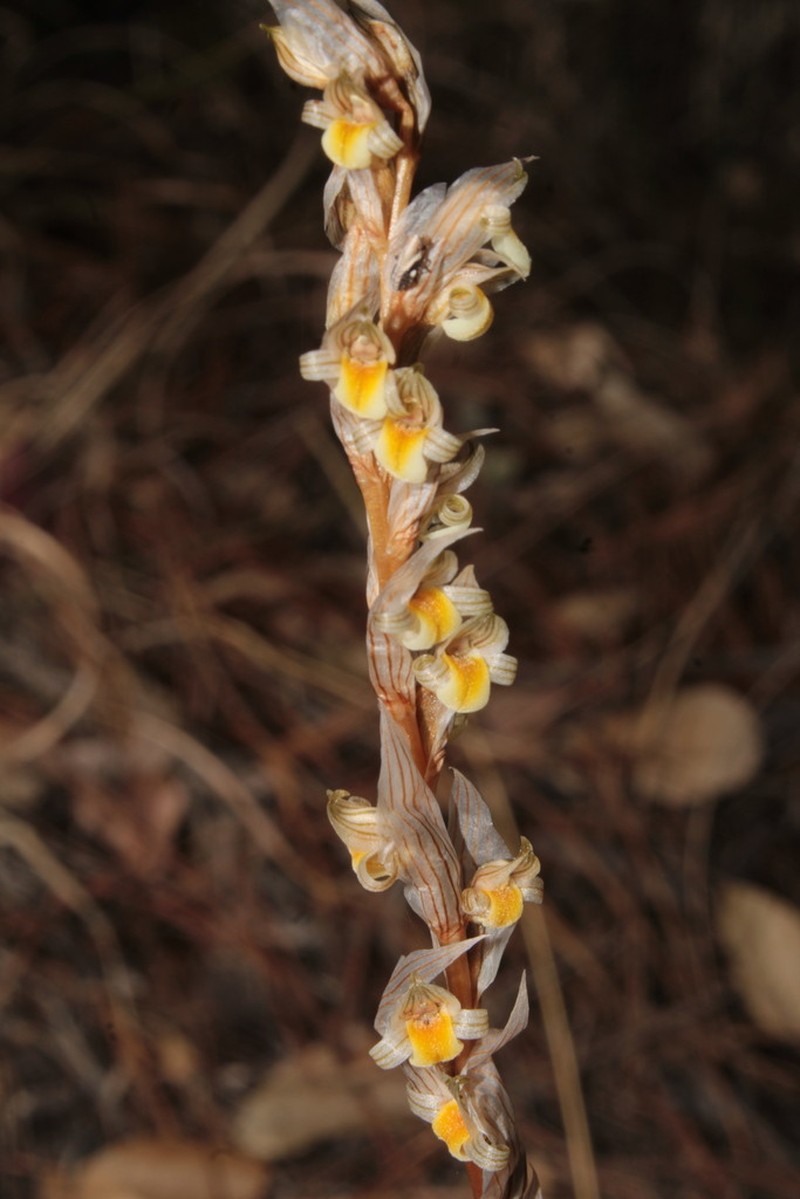 Deiregyne falcata photo 2
