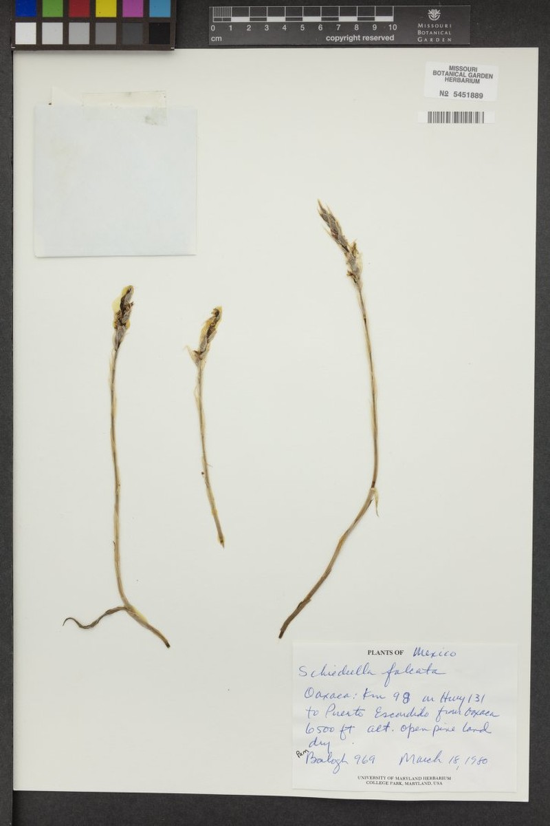 Deiregyne falcata photo 4