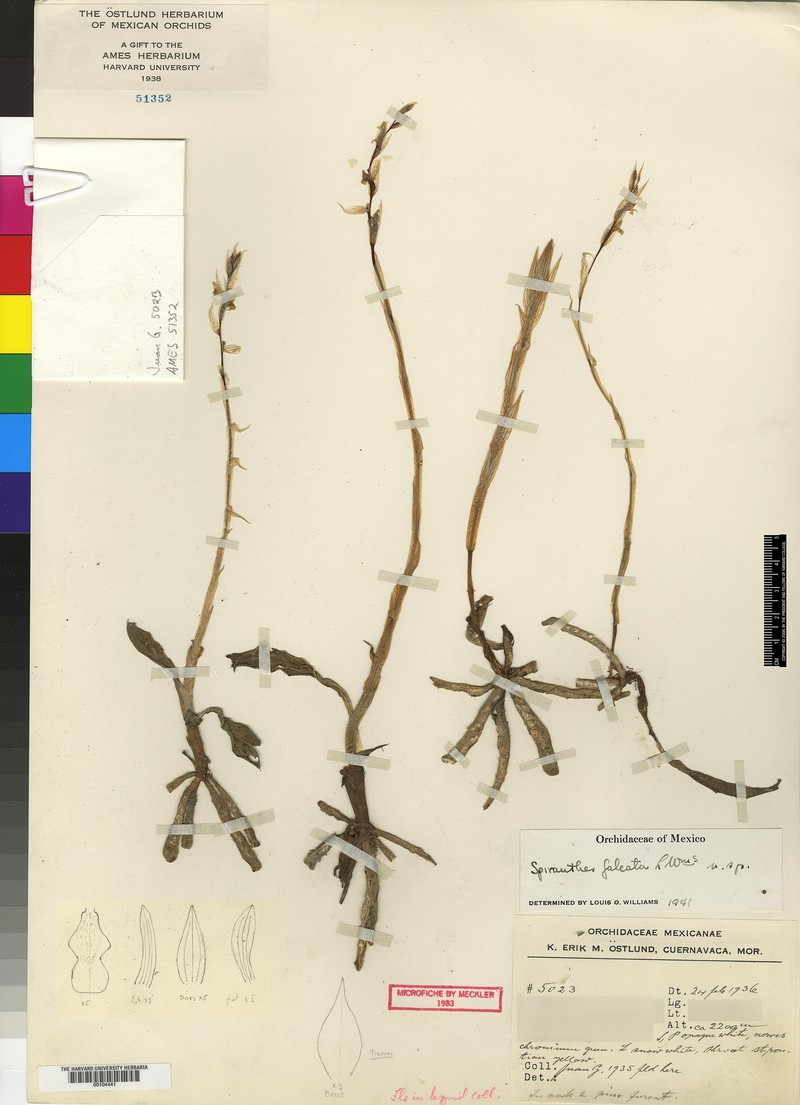 Deiregyne falcata photo 5