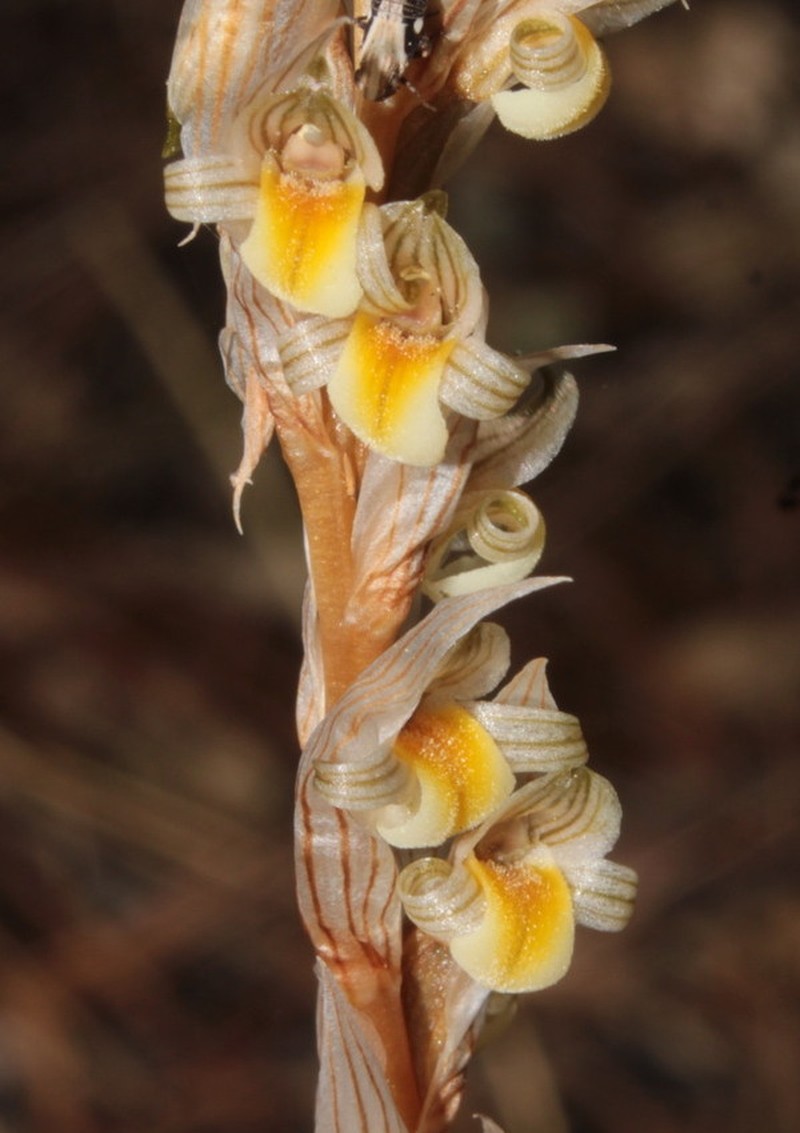 Deiregyne falcata