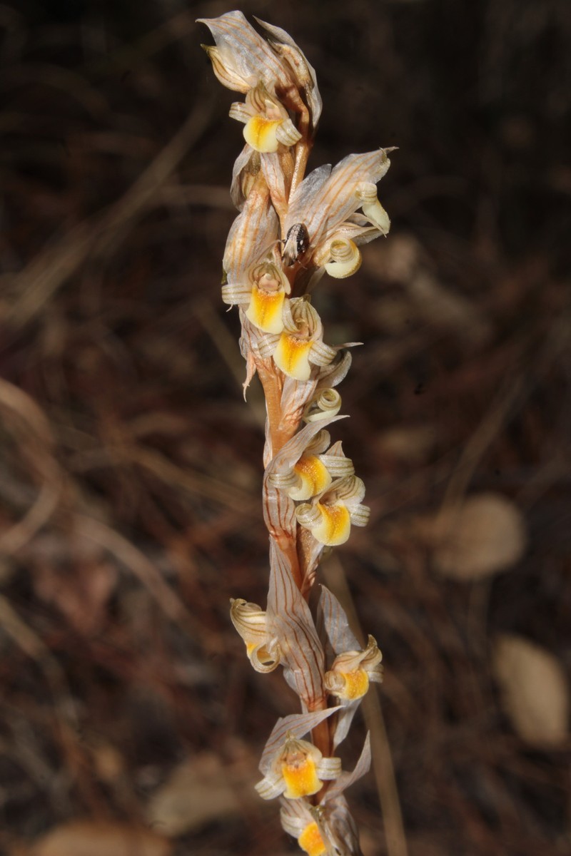 Deiregyne falcata photo 6