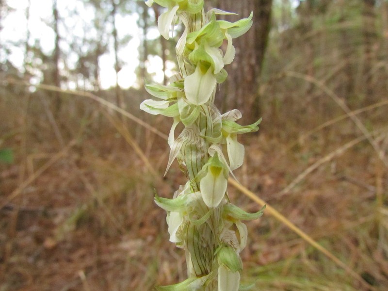 Deiregyne obtecta