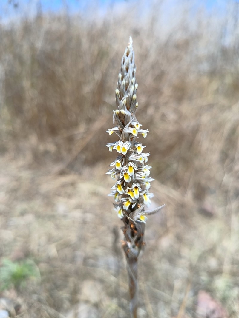 Deiregyne pseudopyramidalis