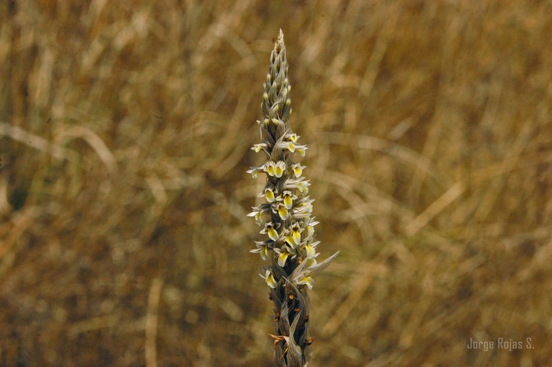Deiregyne pseudopyramidalis photo 2
