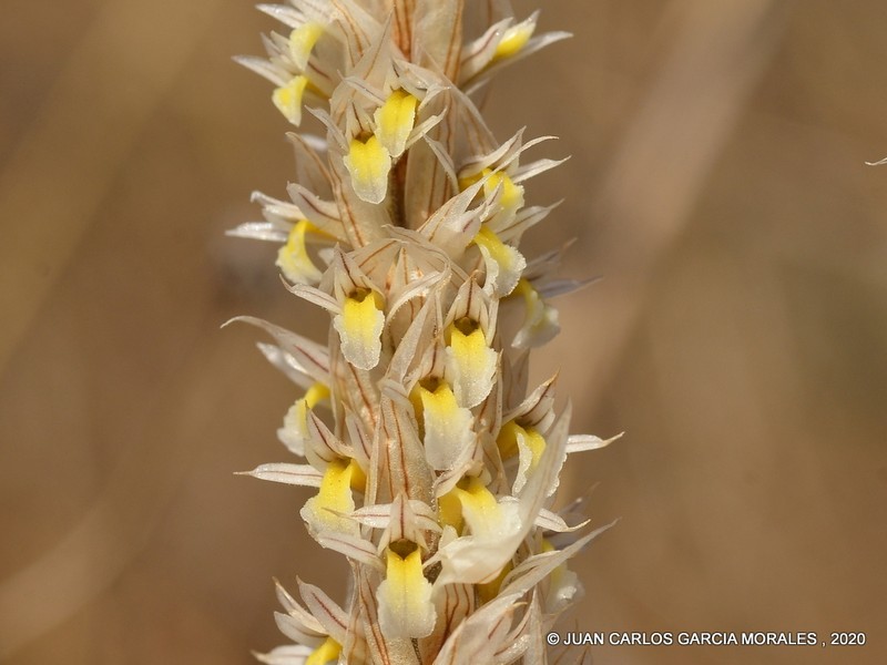 Deiregyne pseudopyramidalis photo 3