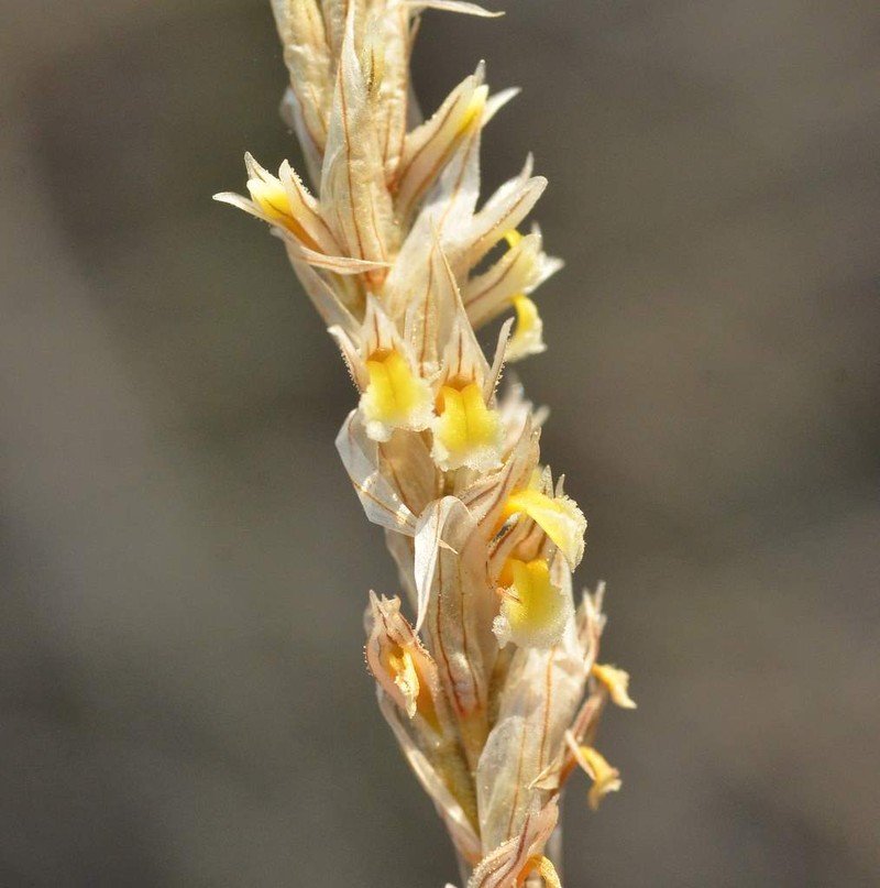Deiregyne pseudopyramidalis photo 4