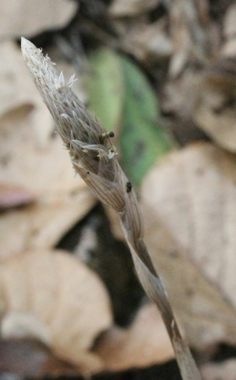 Deiregyne pseudopyramidalis photo 5