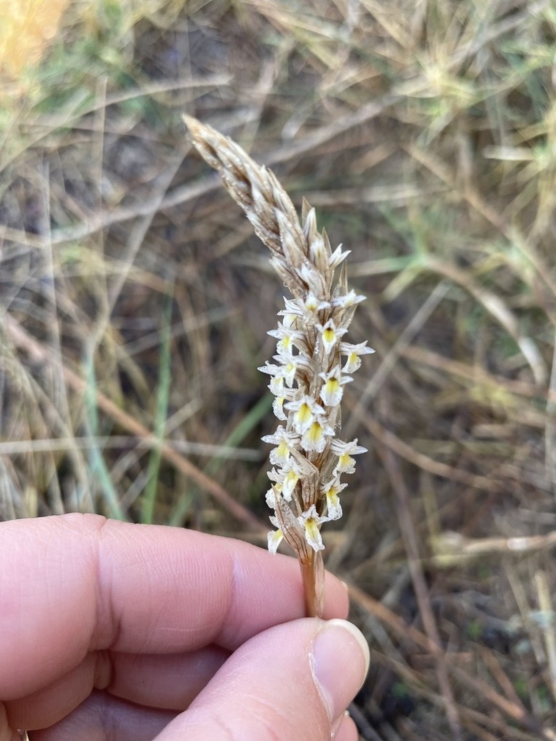 Deiregyne pseudopyramidalis photo 6