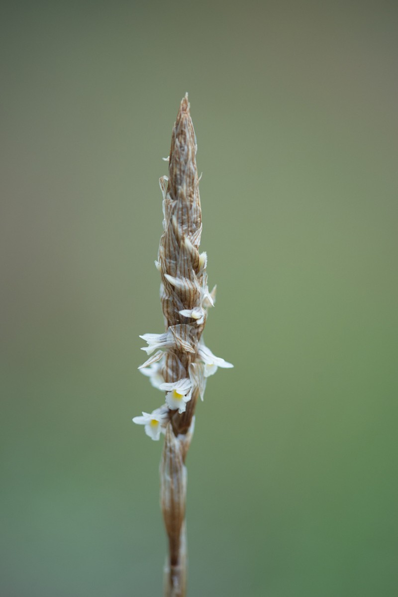 Deiregyne pseudopyramidalis photo 7