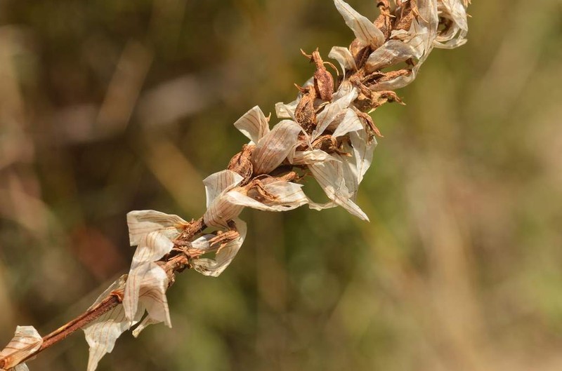 Deiregyne pseudopyramidalis photo 8