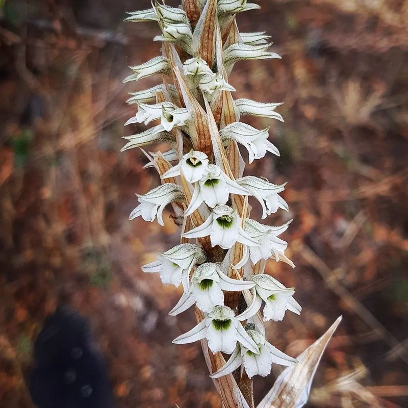 Deiregyne rhombilabia