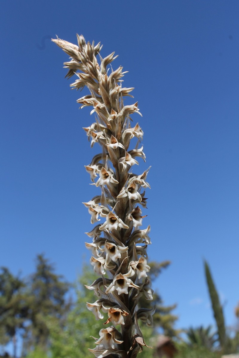 Deiregyne rhombilabia photo 2