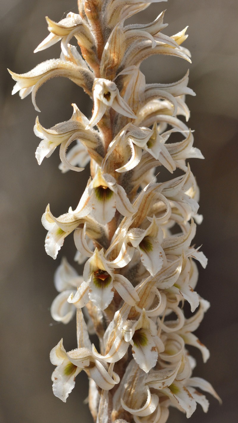 Deiregyne rhombilabia photo 3