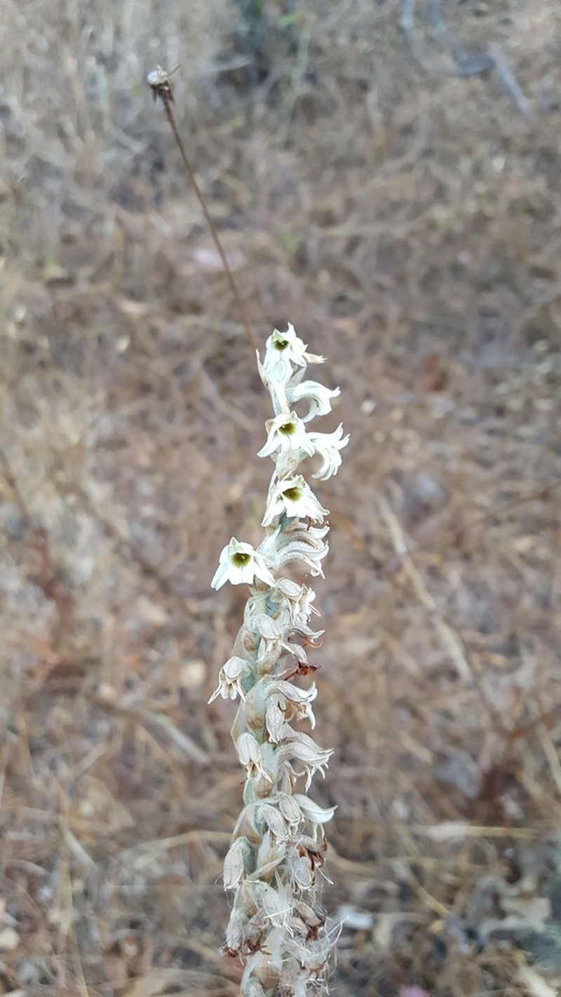 Deiregyne rhombilabia photo 4