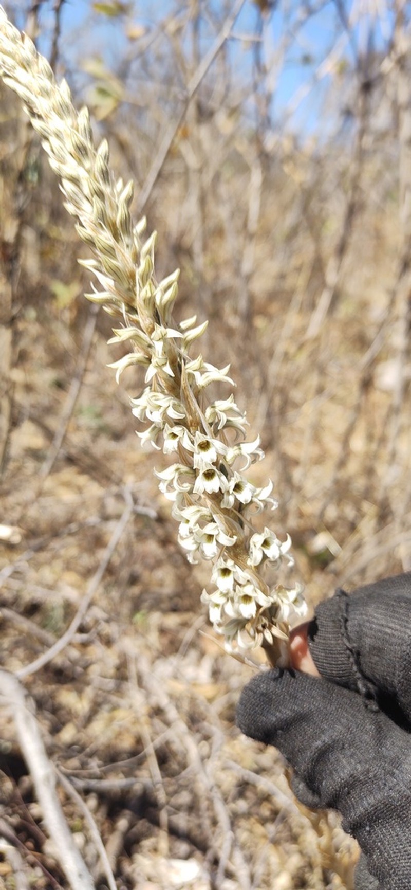 Deiregyne rhombilabia photo 5