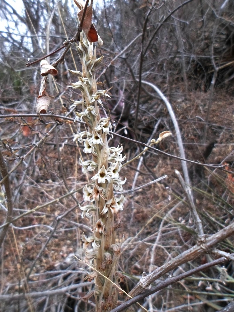 Deiregyne rhombilabia photo 6