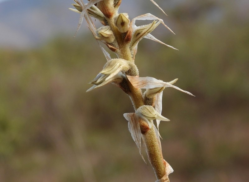 Deiregyne rhombilabia photo 7