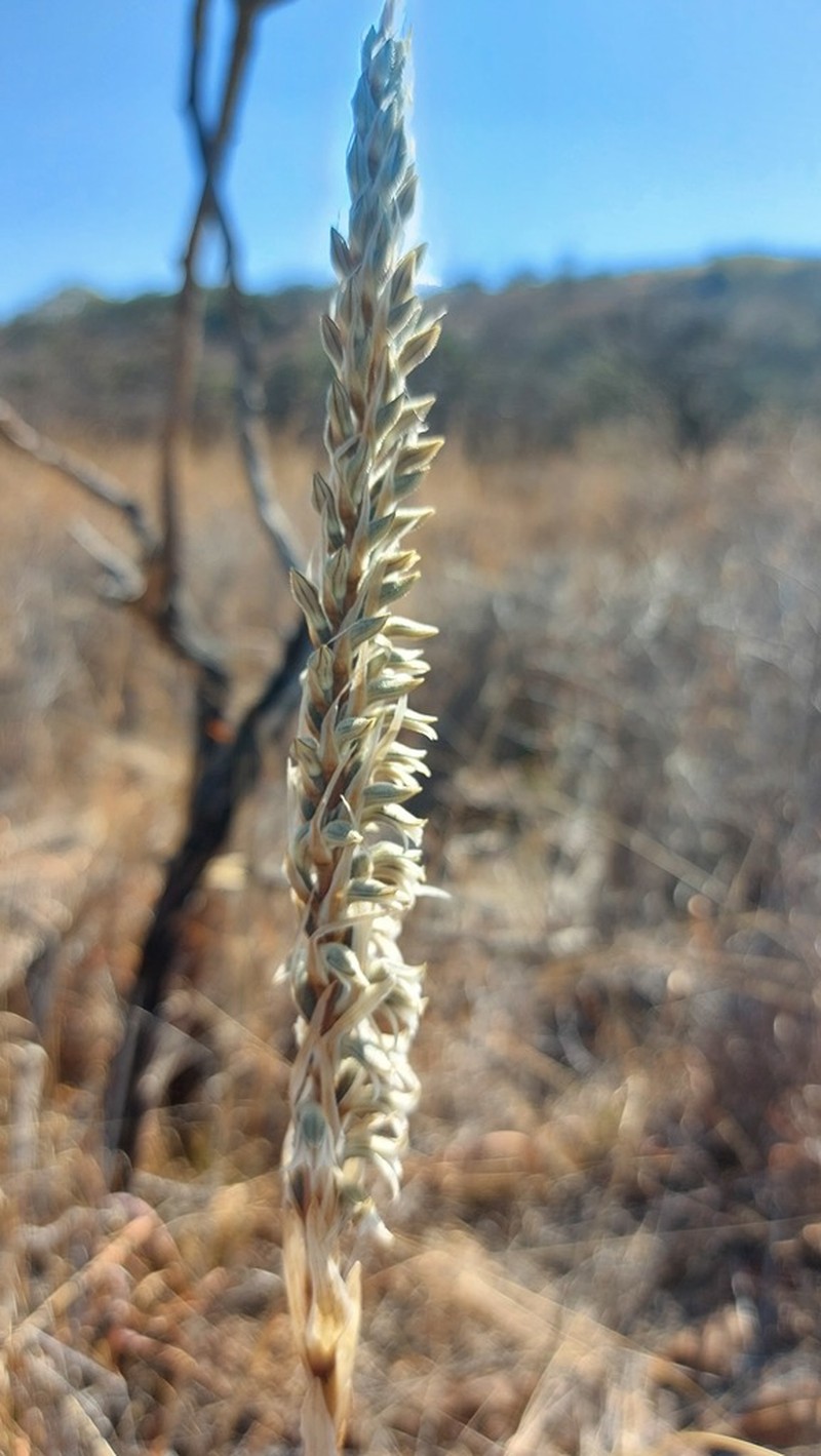 Deiregyne rhombilabia photo 8