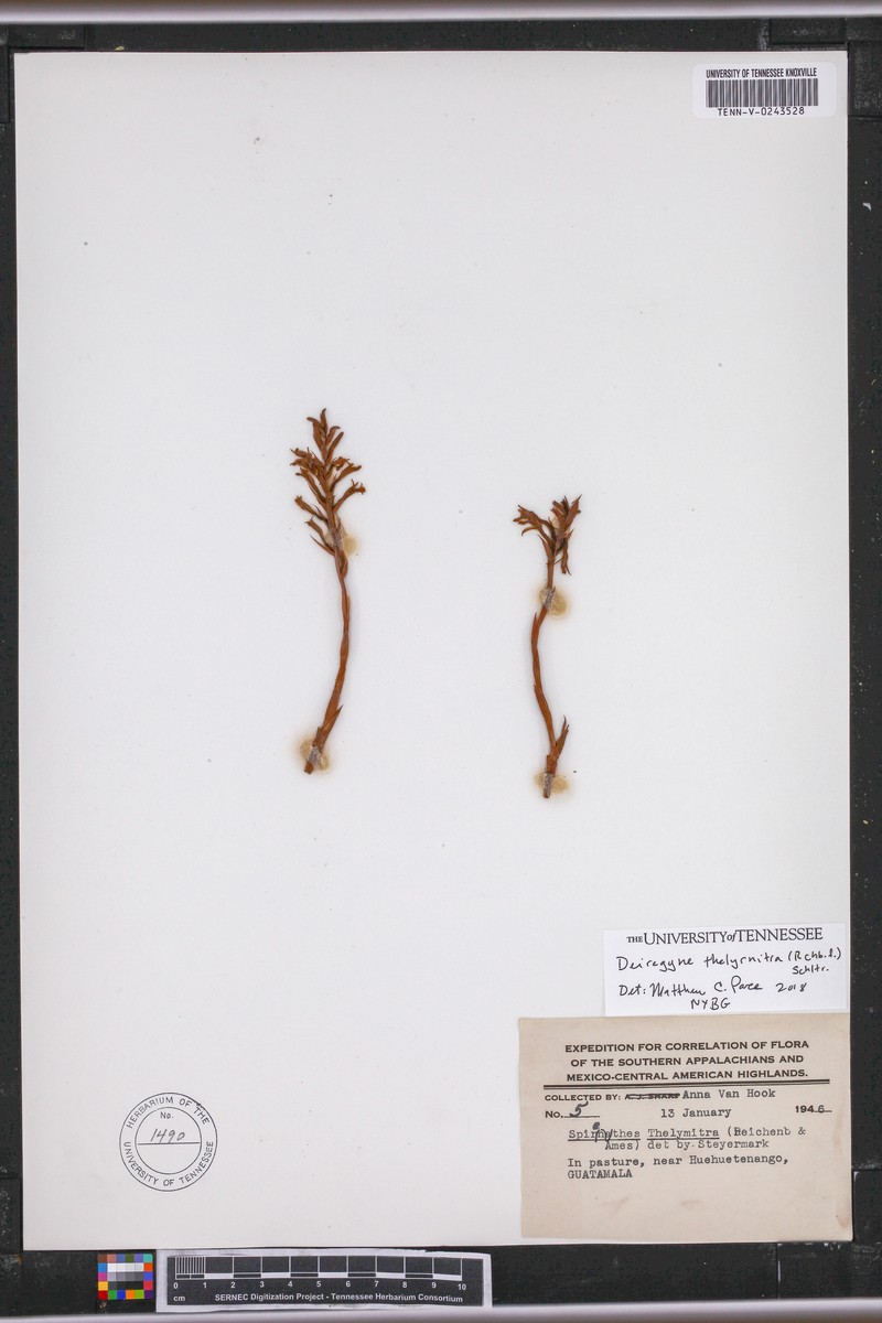 Deiregyne thelyrnitra