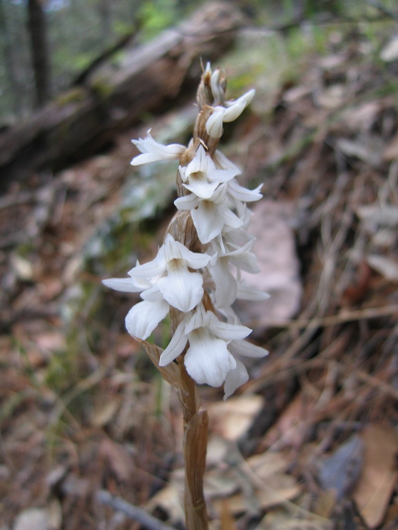 Deiregyne velata