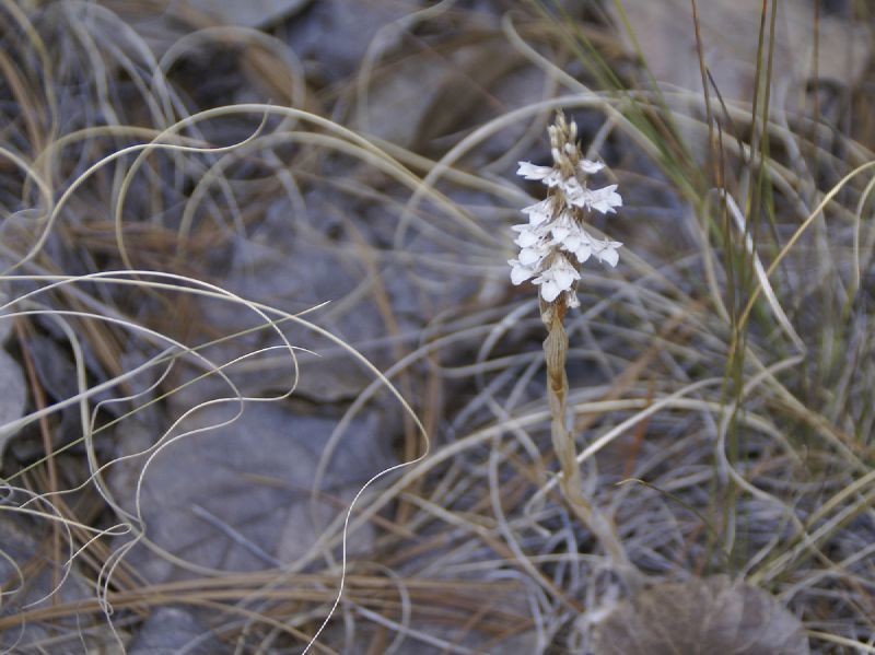 Deiregyne velata photo 3