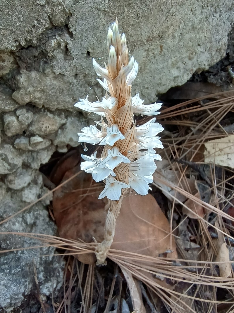 Deiregyne velata photo 5