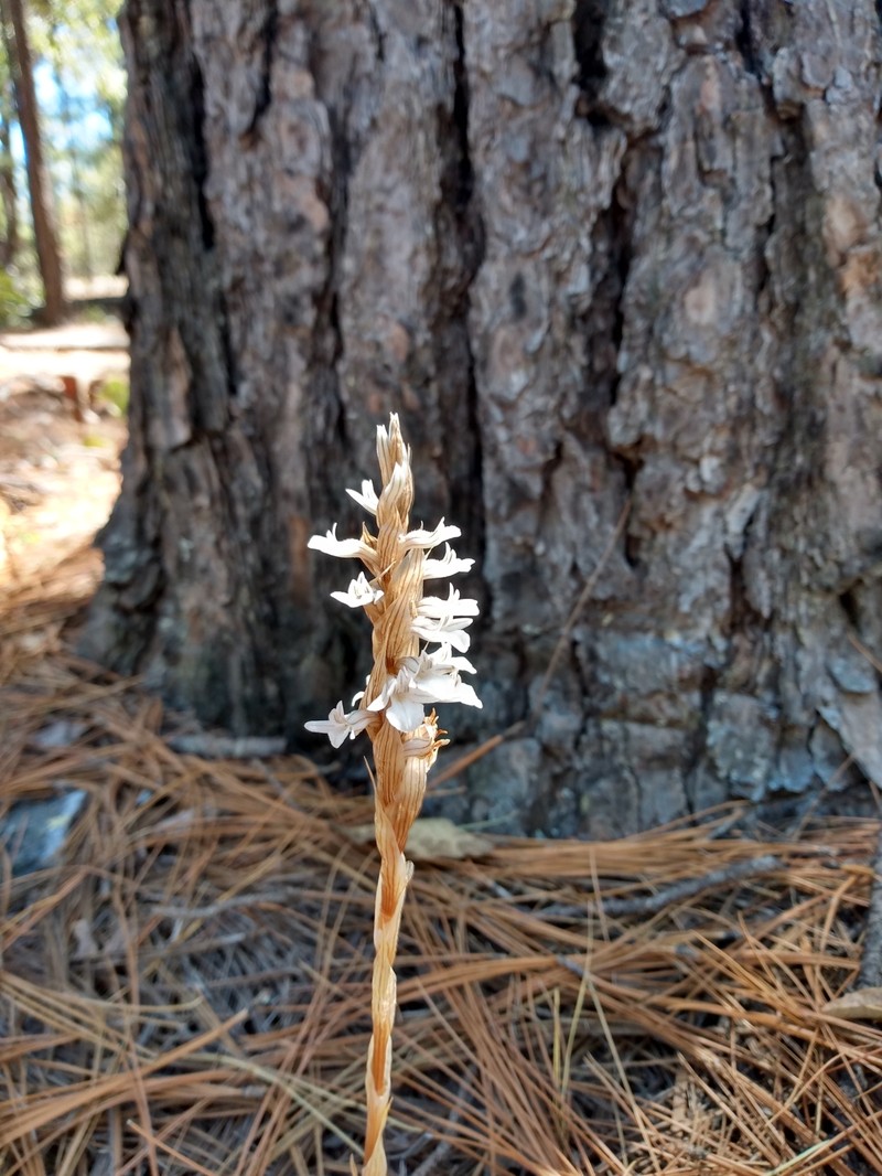 Deiregyne velata photo 6