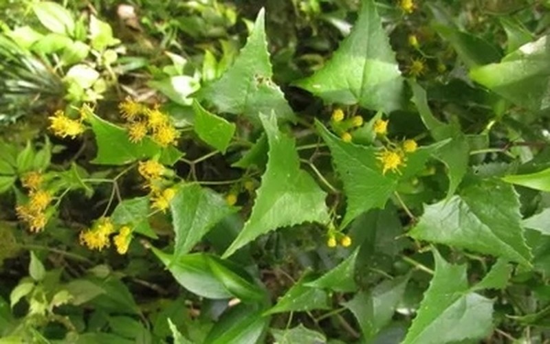 Delairea aparadensis