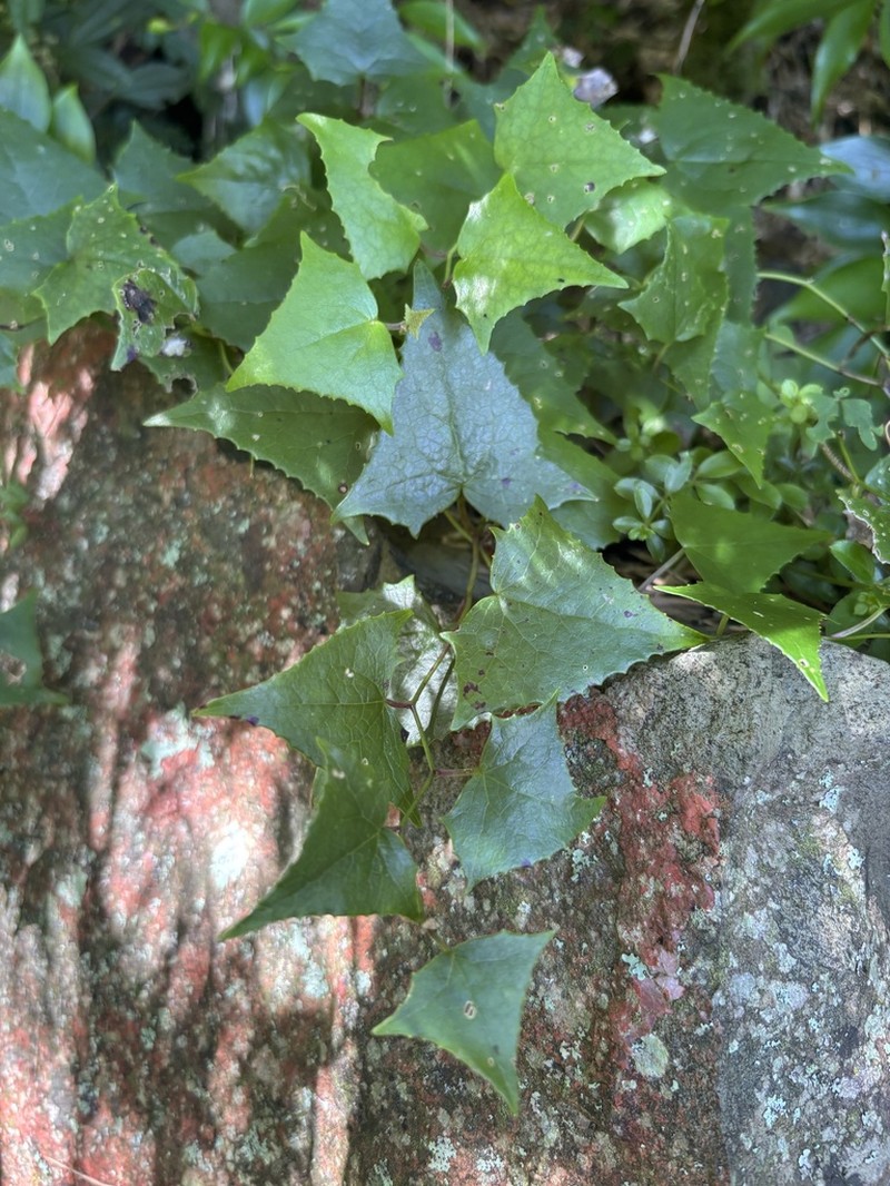 Delairea aparadensis photo 3