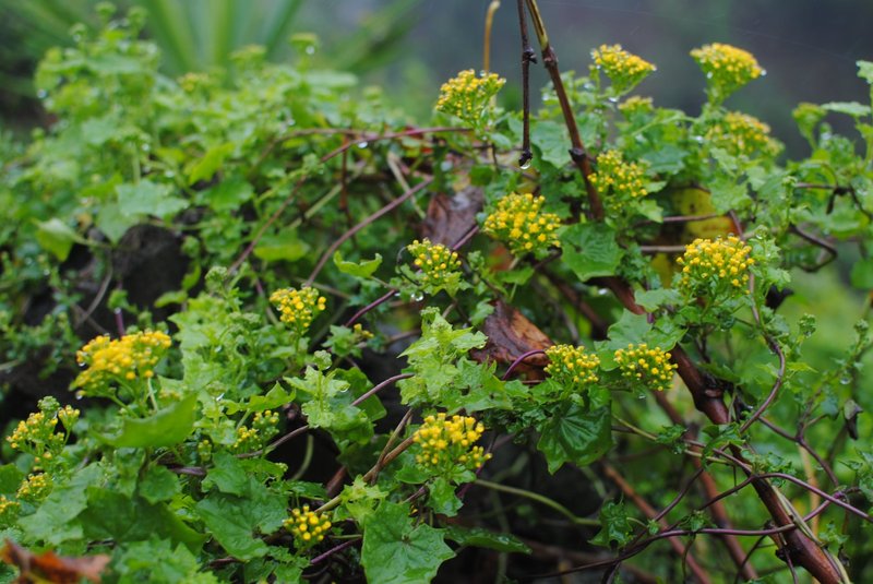 Cape-Ivy photo 3
