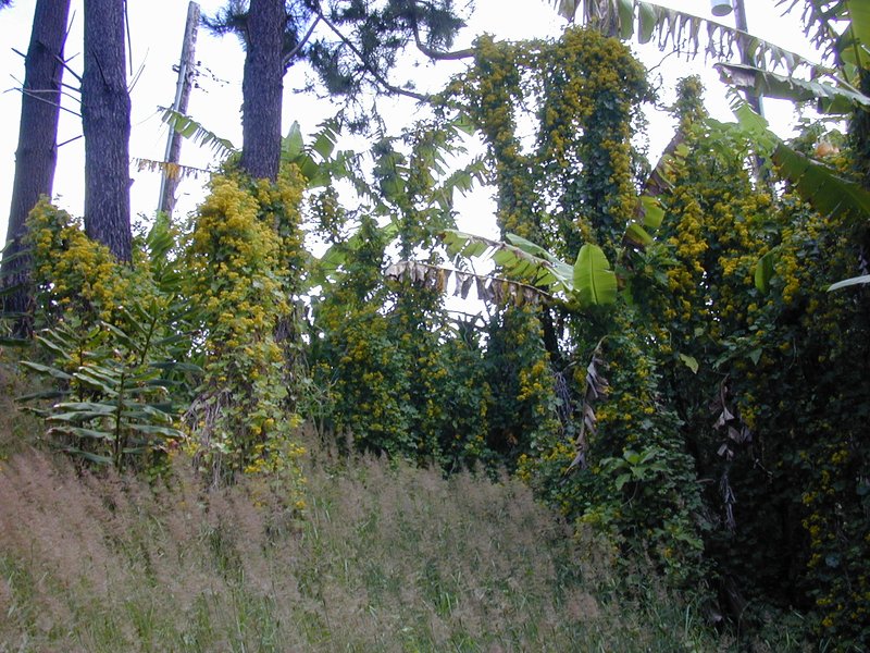 Cape-Ivy photo 5