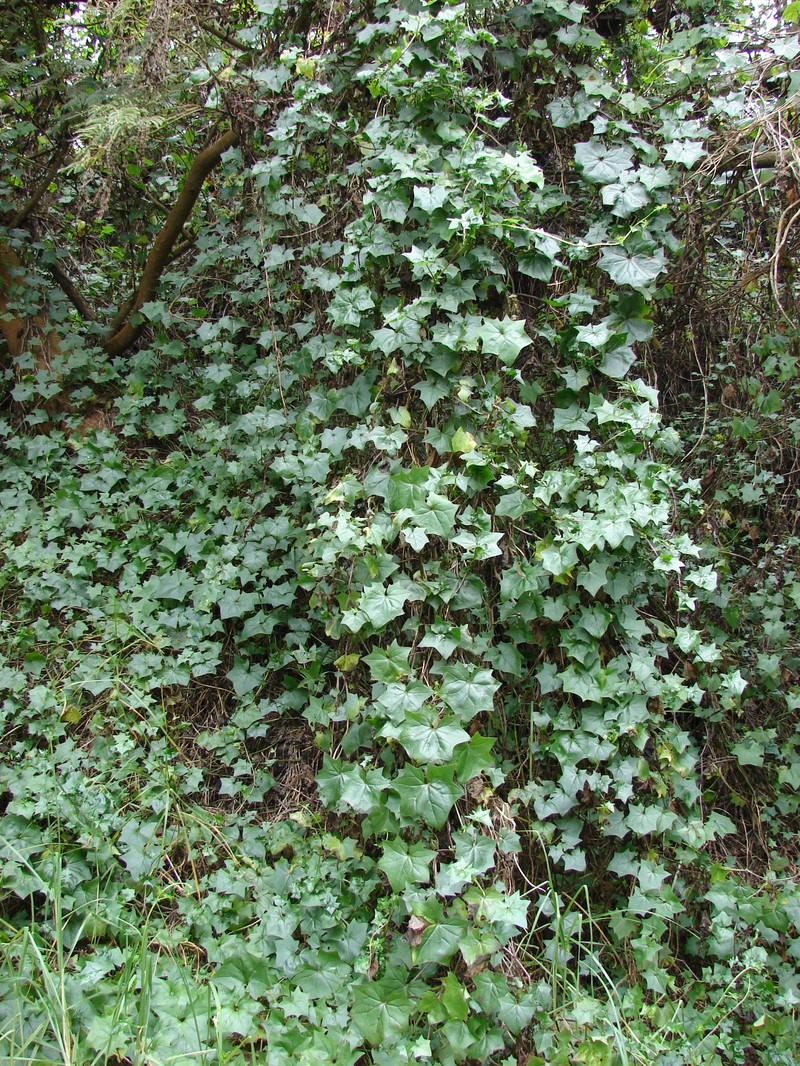 Cape-Ivy photo 6