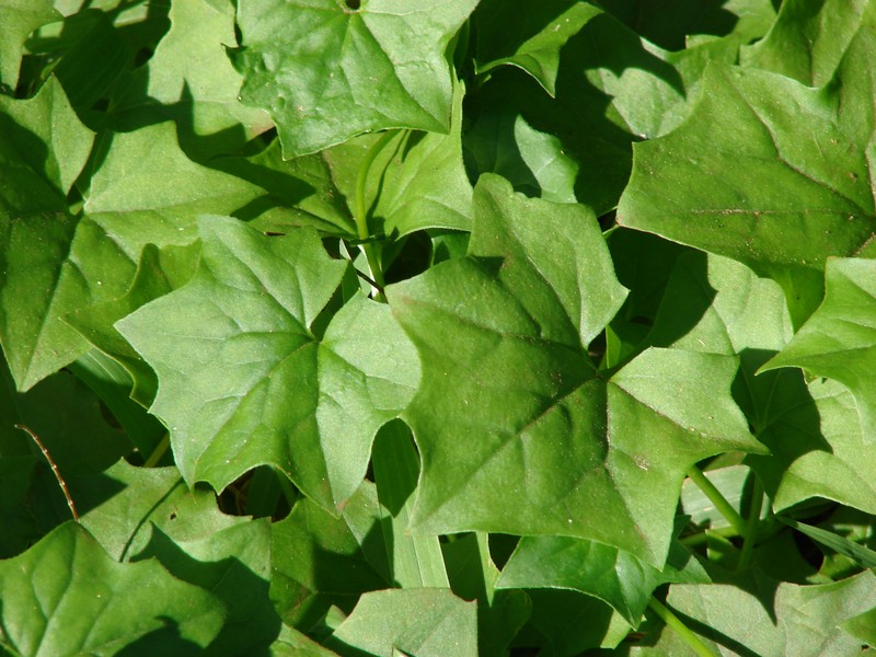 Cape-Ivy photo 8