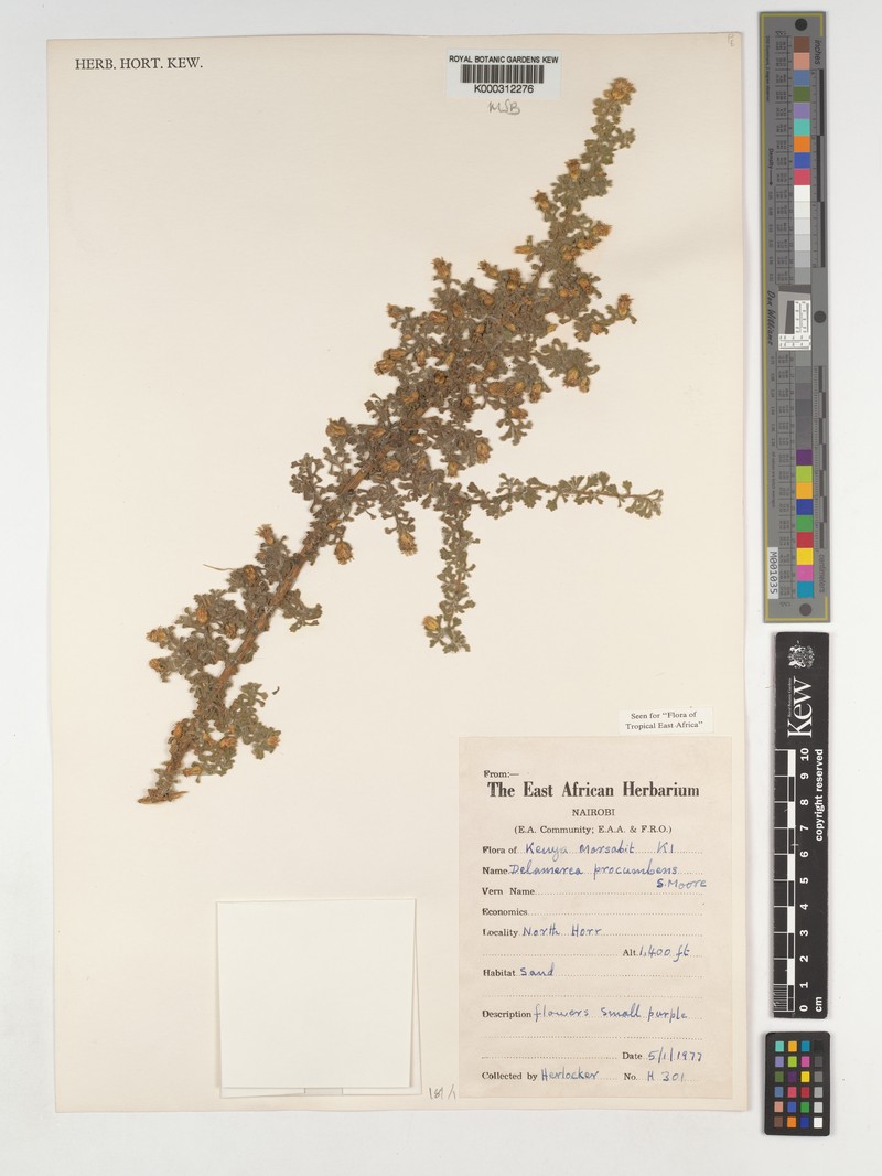 Delamerea procumbens