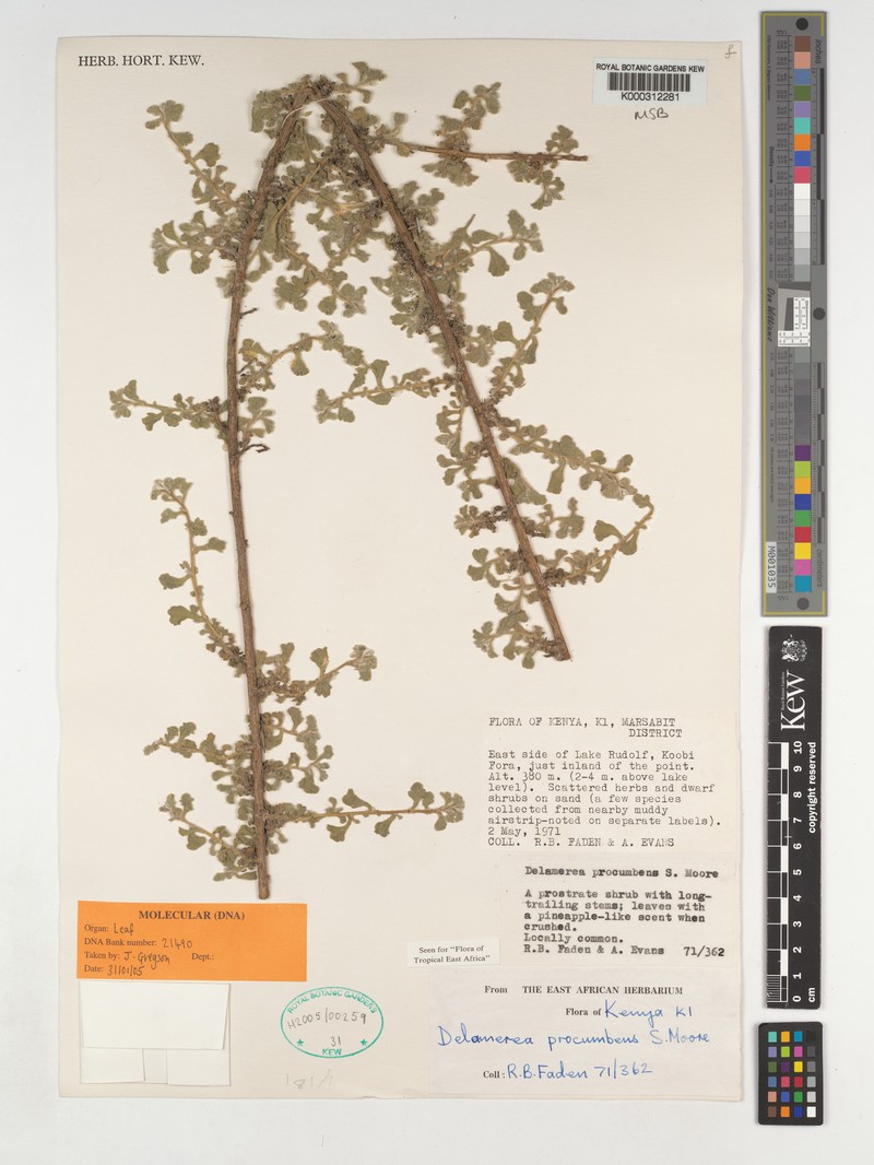 Delamerea procumbens photo 2