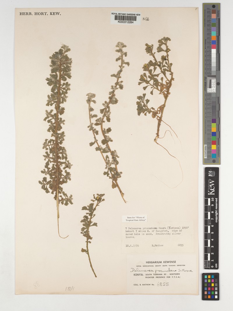 Delamerea procumbens photo 3