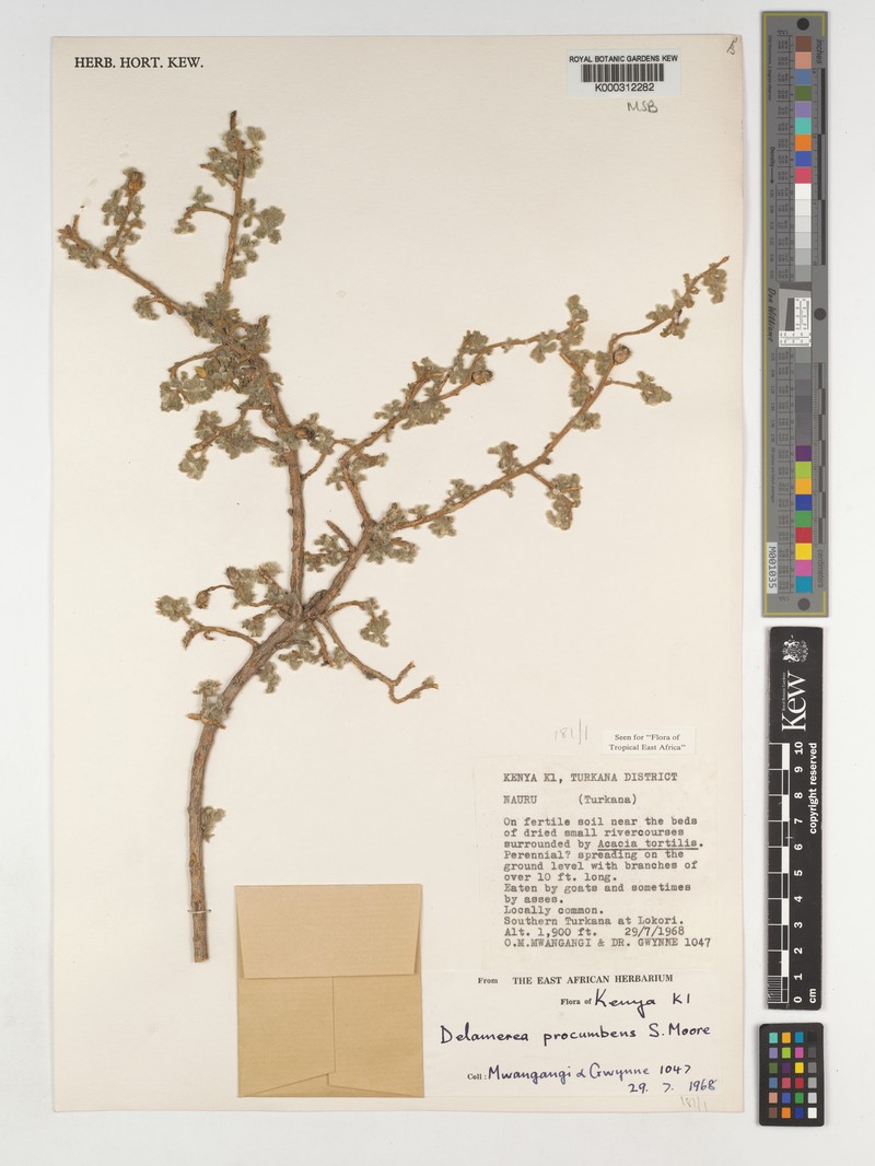 Delamerea procumbens photo 4