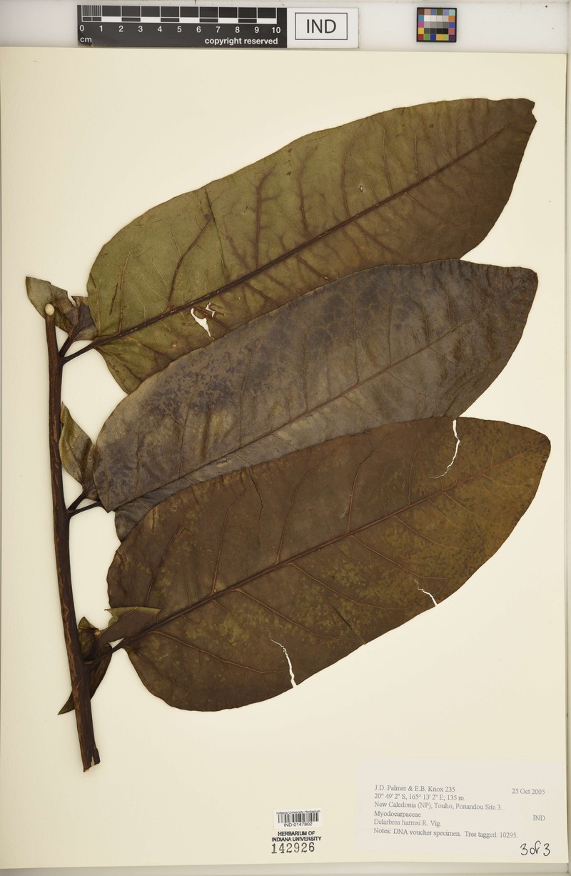 Delarbrea harmsii