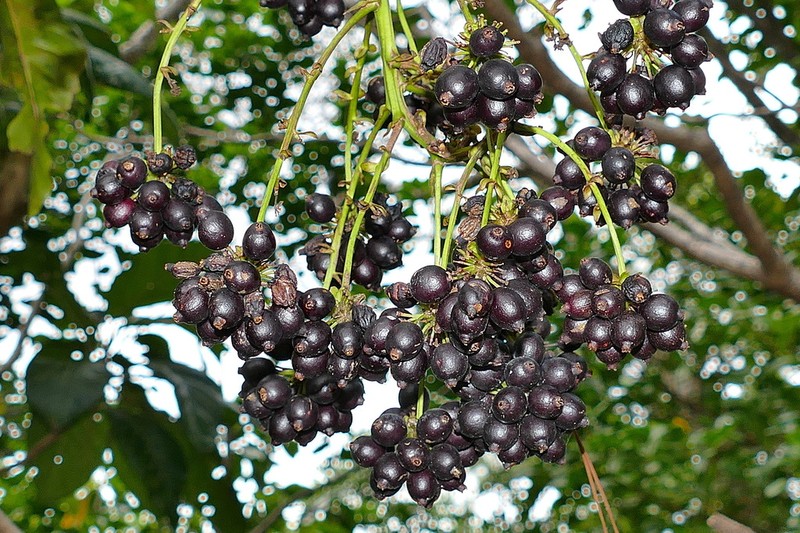 Delarbrea longicarpa