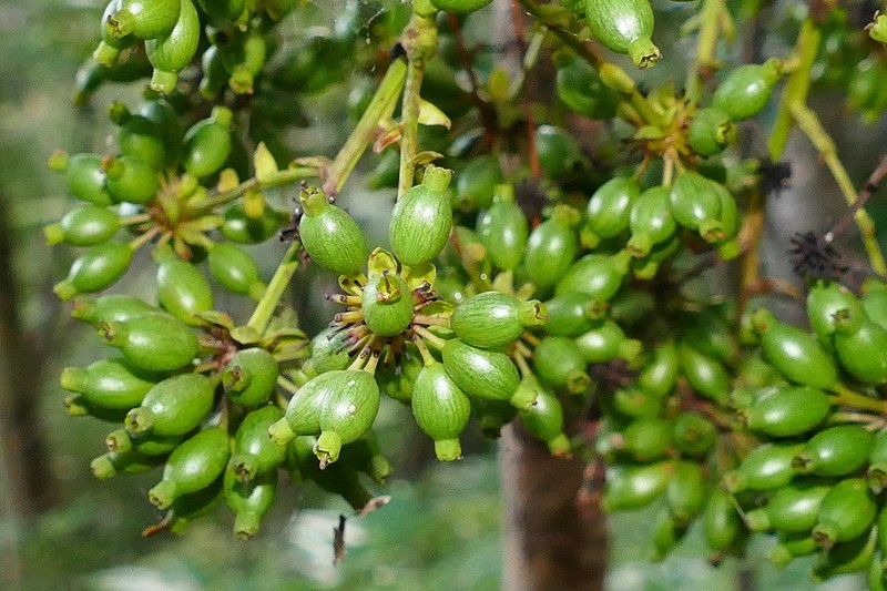 Delarbrea longicarpa photo 2