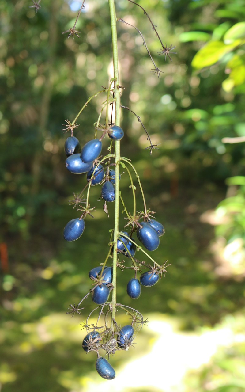 Delarbrea michieana